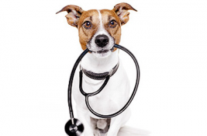 Plano de Saúde Para Pets